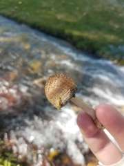 Coprinopsis atramentaria