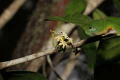 Cyclophyllum multiflorum