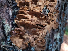 Phellinopsis conchata