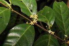 Cyclophyllum multiflorum