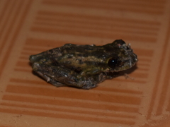 Scinax ruber