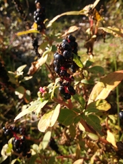 Phytolacca