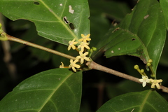 Cyclophyllum multiflorum
