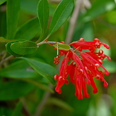 Grevillea parvula