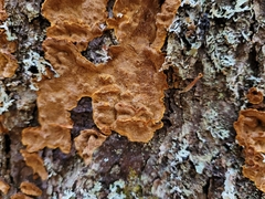 Phellinopsis conchata