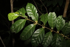 Cyclophyllum multiflorum