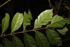 Cyclophyllum multiflorum
