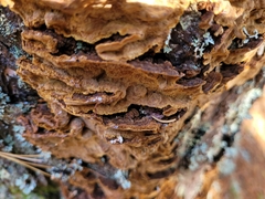 Phellinopsis conchata