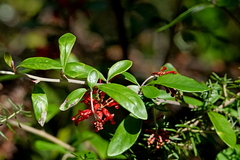Grevillea parvula