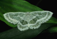 Pseudeuchlora kafebera