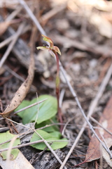 Chiloglottis trapeziformis