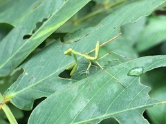 Hierodula patellifera