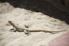 Oplurus quadrimaculatus