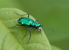 Cicindela sexguttata