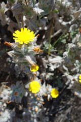 Thymophylla micropoides