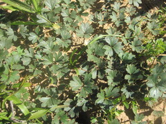 Pelargonium ternifolium