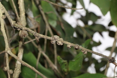 Melaleuca viridiflora