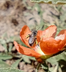 Macrotera