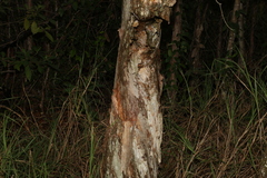 Melaleuca viridiflora