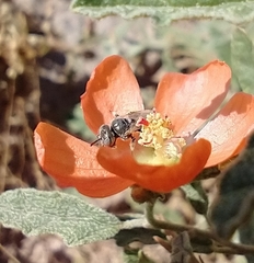 Macrotera