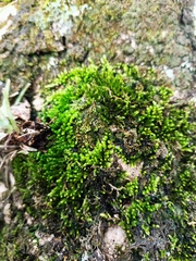 Rhynchostegium