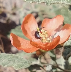 Macrotera