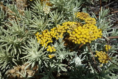 Helichrysum italicum