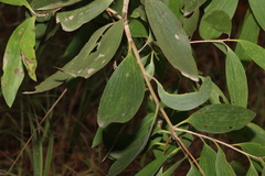 Melaleuca viridiflora