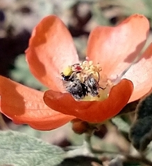 Macrotera