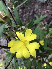 Hibbertia saligna