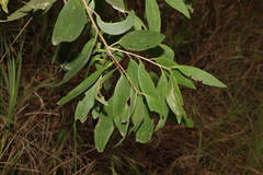 Melaleuca viridiflora