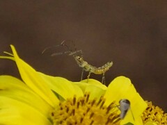 Zelus renardii