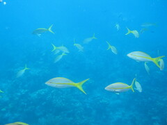 Ocyurus chrysurus