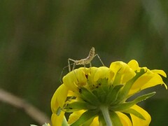 Zelus renardii