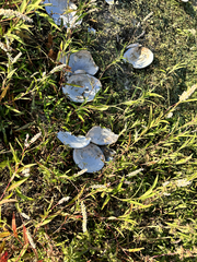 Utterbackiana suborbiculata