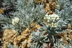 Helichrysum italicum