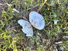 Utterbackiana suborbiculata