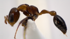 Pseudomyrmex ejectus