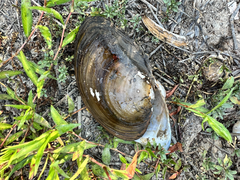 Utterbackiana suborbiculata