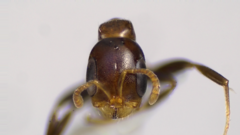 Pseudomyrmex ejectus