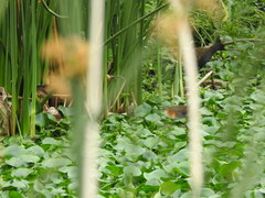 Laterallus melanophaius