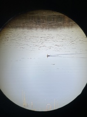 Podilymbus podiceps