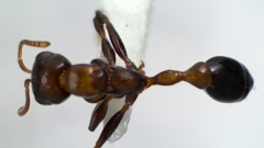 Pseudomyrmex ejectus