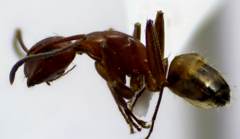 Camponotus snellingi
