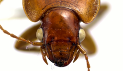 Amphasia interstitialis