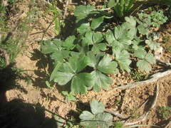 Pelargonium ternifolium