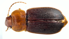 Amphasia interstitialis