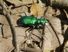 Cicindela sexguttata