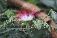 Calliandra