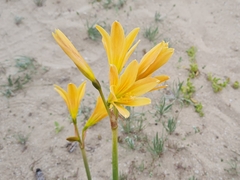 Zephyranthes bagnoldii